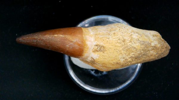 Morocco Cretaceous Prognathodon Anceps Mosasaur Rooted Tooth 43c | Fossils for Sale Genuine Cretaceous Age Prognathodon Anceps Mosasaur Rooted Tooth for Sale from Morocco #43c