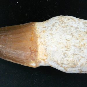 Morocco Cretaceous Prognathodon Anceps Mosasaur Rooted Tooth 44 | Fossils for Sale