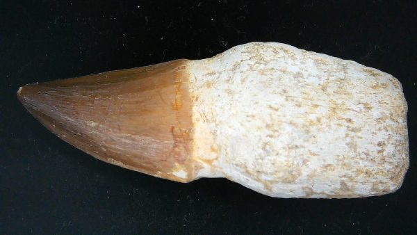 Morocco Cretaceous Prognathodon Anceps Mosasaur Rooted Tooth 44 | Fossils for Sale Genuine Cretaceous Age Prognathodon Anceps Mosasaur Rooted Tooth for Sale from Morocco #44