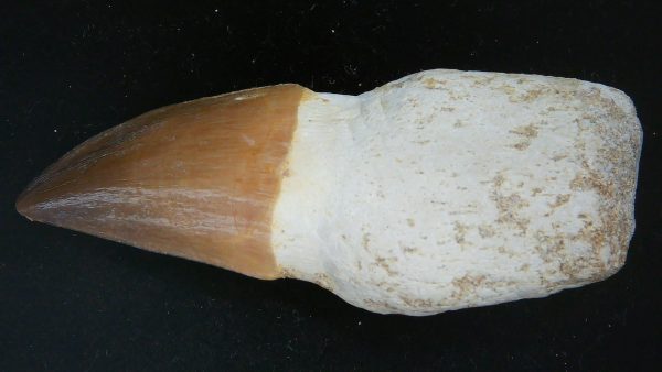 Morocco Cretaceous Prognathodon Anceps Mosasaur Rooted Tooth 44a | Fossils for Sale Genuine Cretaceous Age Prognathodon Anceps Mosasaur Rooted Tooth for Sale from Morocco #44a
