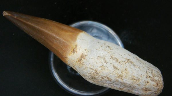 Morocco Cretaceous Prognathodon Anceps Mosasaur Rooted Tooth 44b | Fossils for Sale Genuine Cretaceous Age Prognathodon Anceps Mosasaur Rooted Tooth for Sale from Morocco #44b