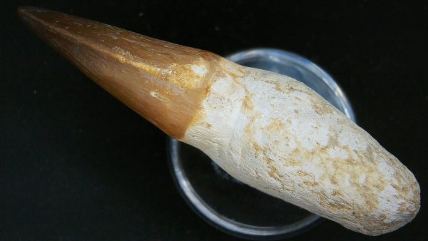 Morocco Cretaceous Prognathodon Anceps Mosasaur Rooted Tooth 44c | Fossils for Sale Genuine Cretaceous Age Prognathodon Anceps Mosasaur Rooted Tooth for Sale from Morocco #44c