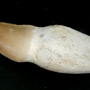 Morocco Cretaceous Prognathodon Anceps Mosasaur Rooted Tooth 45 | Fossils for Sale