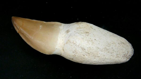 Morocco Cretaceous Prognathodon Anceps Mosasaur Rooted Tooth 45 | Fossils for Sale