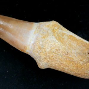 Morocco Cretaceous Prognathodon Anceps Mosasaur Rooted Tooth 46 | Fossils for Sale