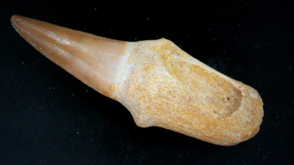 Morocco Cretaceous Prognathodon Anceps Mosasaur Rooted Tooth 46 | Fossils for Sale