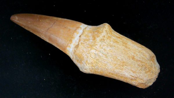 Morocco Cretaceous Prognathodon Anceps Mosasaur Rooted Tooth 46a | Fossils for Sale