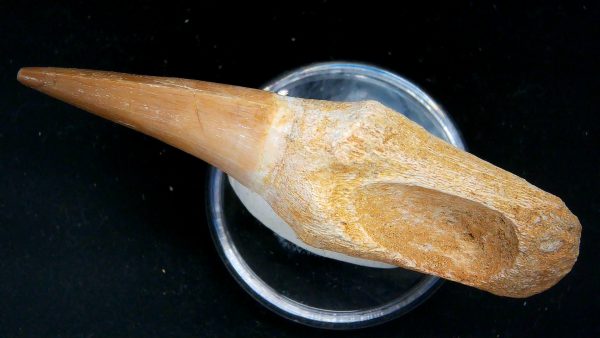 Morocco Cretaceous Prognathodon Anceps Mosasaur Rooted Tooth 46b | Fossils for Sale
