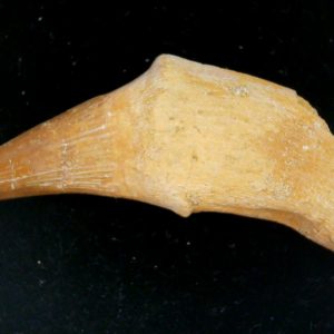 Morocco Cretaceous Prognathodon Anceps Mosasaur Rooted Tooth 47 | Fossils for Sale