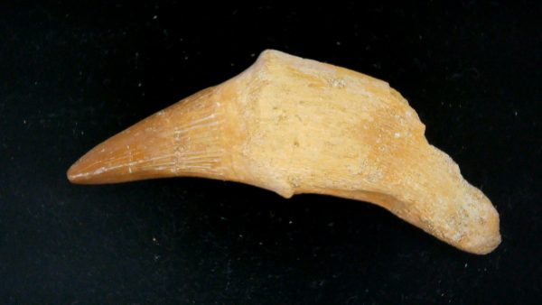 Morocco Cretaceous Prognathodon Anceps Mosasaur Rooted Tooth 47 | Fossils for Sale