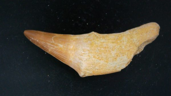 Morocco Cretaceous Prognathodon Anceps Mosasaur Rooted Tooth 47a | Fossils for Sale