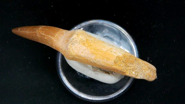 Morocco Cretaceous Prognathodon Anceps Mosasaur Rooted Tooth 47b | Fossils for Sale