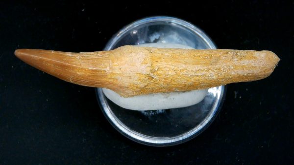 Morocco Cretaceous Prognathodon Anceps Mosasaur Rooted Tooth 47c | Fossils for Sale