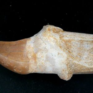Morocco Cretaceous Prognathodon Anceps Mosasaur Rooted Tooth 48 | Fossils for Sale