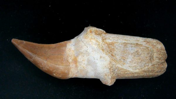 Morocco Cretaceous Prognathodon Anceps Mosasaur Rooted Tooth 48 | Fossils for Sale
