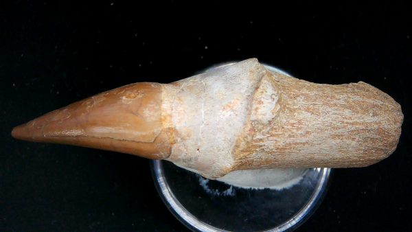 Morocco Cretaceous Prognathodon Anceps Mosasaur Rooted Tooth 48c | Fossils for Sale