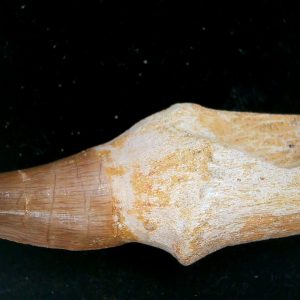 Morocco Cretaceous Prognathodon Anceps Mosasaur Rooted Tooth 49 | Fossils for Sale