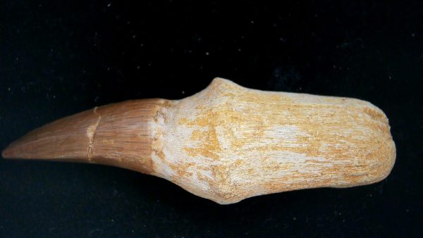 Morocco Cretaceous Prognathodon Anceps Mosasaur Rooted Tooth 49a | Fossils for Sale