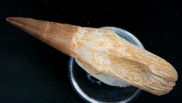 Morocco Cretaceous Prognathodon Anceps Mosasaur Rooted Tooth 49b | Fossils for Sale