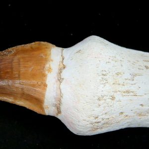 Morocco Cretaceous Prognathodon Anceps Mosasaur Rooted Tooth 50 | Fossils for Sale