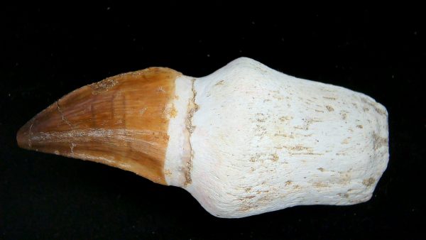 Morocco Cretaceous Prognathodon Anceps Mosasaur Rooted Tooth 50 | Fossils for Sale