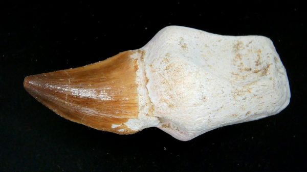 Morocco Cretaceous Prognathodon Anceps Mosasaur Rooted Tooth 50a | Fossils for Sale