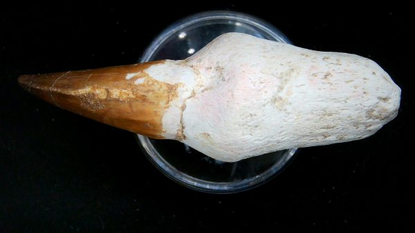Morocco Cretaceous Prognathodon Anceps Mosasaur Rooted Tooth 50c | Fossils for Sale