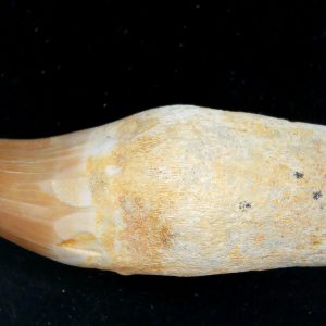 Morocco Cretaceous Prognathodon Anceps Mosasaur Rooted Tooth 51 | Fossils for Sale