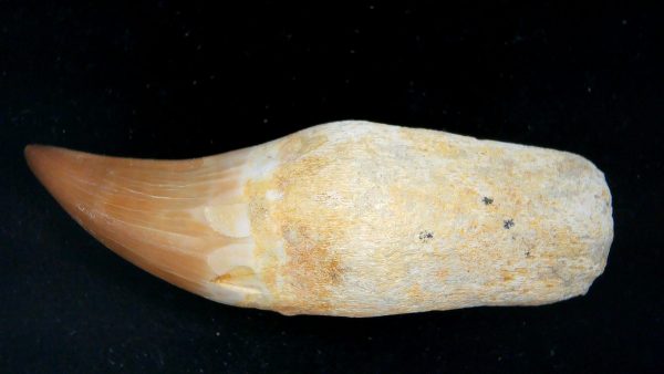 Morocco Cretaceous Prognathodon Anceps Mosasaur Rooted Tooth 51 | Fossils for Sale