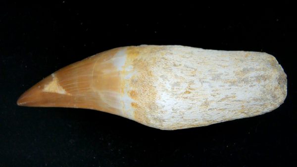 Morocco Cretaceous Prognathodon Anceps Mosasaur Rooted Tooth 51a | Fossils for Sale