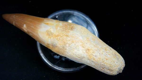 Morocco Cretaceous Prognathodon Anceps Mosasaur Rooted Tooth 51b | Fossils for Sale
