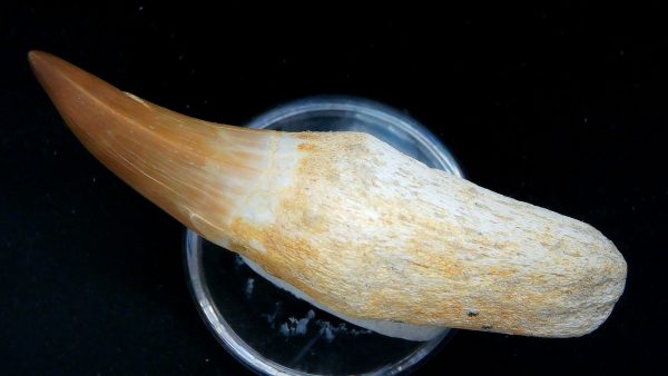 Morocco Cretaceous Prognathodon Anceps Mosasaur Rooted Tooth 51c | Fossils for Sale