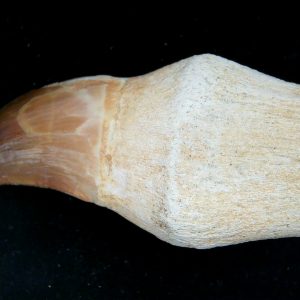 Morocco Cretaceous Prognathodon Anceps Mosasaur Rooted Tooth 52 | Fossils for Sale