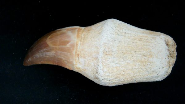 Morocco Cretaceous Prognathodon Anceps Mosasaur Rooted Tooth 52 | Fossils for Sale
