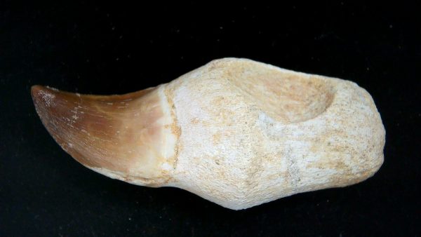 Morocco Cretaceous Prognathodon Anceps Mosasaur Rooted Tooth 52a | Fossils for Sale