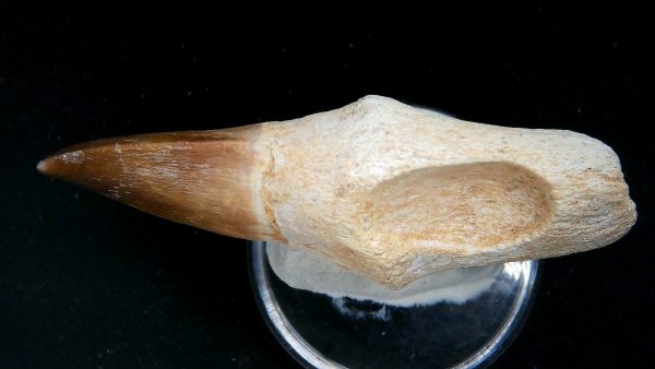 Morocco Cretaceous Prognathodon Anceps Mosasaur Rooted Tooth 52b | Fossils for Sale