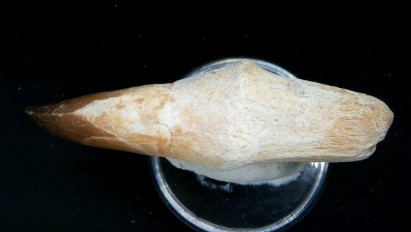 Morocco Cretaceous Prognathodon Anceps Mosasaur Rooted Tooth 52c | Fossils for Sale
