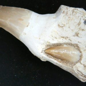 Morocco Cretaceous Prognathodon Anceps Mosasaur Rooted Tooth 53 | Fossils for Sale