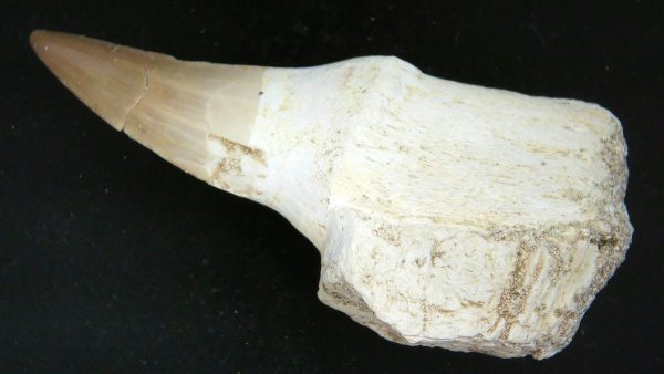 Morocco Cretaceous Prognathodon Anceps Mosasaur Rooted Tooth 53a | Fossils for Sale