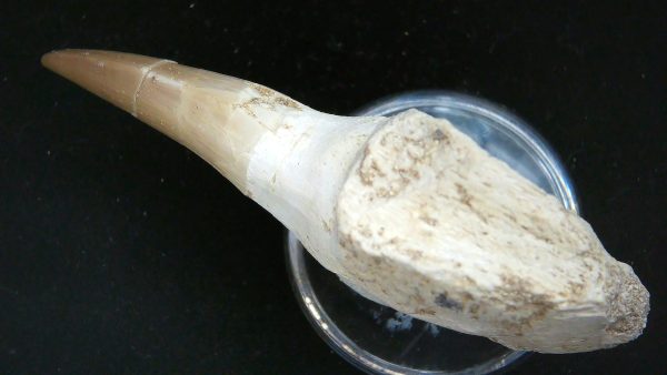 Morocco Cretaceous Prognathodon Anceps Mosasaur Rooted Tooth 53b | Fossils for Sale