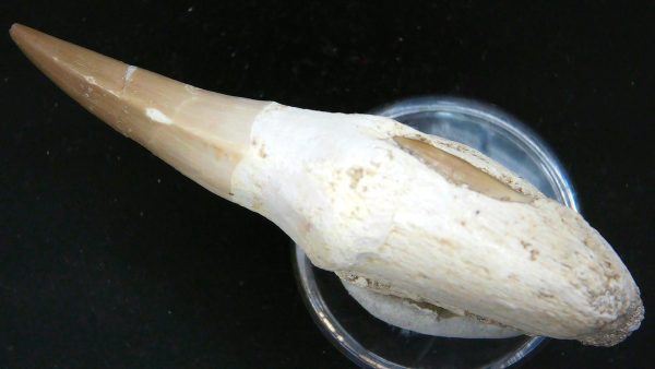 Morocco Cretaceous Prognathodon Anceps Mosasaur Rooted Tooth 53c | Fossils for Sale