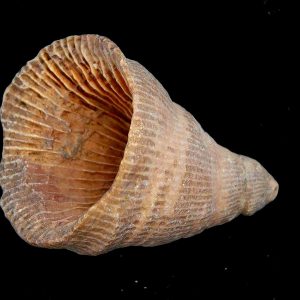 Morocco Devonian Age Rugose Horn Coral 10 | Fossils for Sale Genuine Devonian Age Rugose Horn Coral Fossils for Sale from Morocco #10