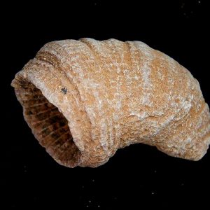 Morocco Devonian Age Rugose Horn Coral 11 | Fossils for Sale Genuine Devonian Age Rugose Horn Coral Fossils for Sale from Morocco #11