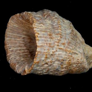 Morocco Devonian Age Rugose Horn Coral 12 | Fossils for Sale Genuine Devonian Age Rugose Horn Coral Fossils for Sale from Morocco #12