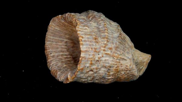 Morocco Devonian Age Rugose Horn Coral 12 | Fossils for Sale Genuine Devonian Age Rugose Horn Coral Fossils for Sale from Morocco #12