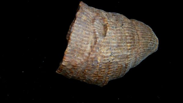 Morocco Devonian Age Rugose Horn Coral 12a | Fossils for Sale Genuine Devonian Age Rugose Horn Coral Fossils for Sale from Morocco #12a