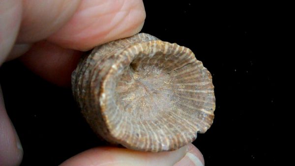 Morocco Devonian Age Rugose Horn Coral 12b | Fossils for Sale Genuine Devonian Age Rugose Horn Coral Fossils for Sale from Morocco #12b