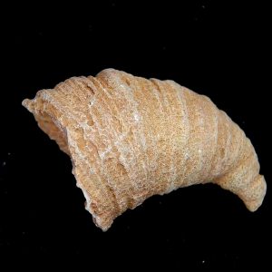 Morocco Devonian Age Rugose Horn Coral 13 | Fossils for Sale Genuine Devonian Age Rugose Horn Coral Fossils for Sale from Morocco #13