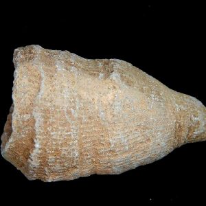 Morocco Devonian Age Rugose Horn Coral 14 | Fossils for Sale Genuine Devonian Age Rugose Horn Coral Fossils for Sale from Morocco #14