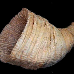 Morocco Devonian Age Rugose Horn Coral 15 | Fossils for Sale Genuine Devonian Age Rugose Horn Coral Fossils for Sale from Morocco #15